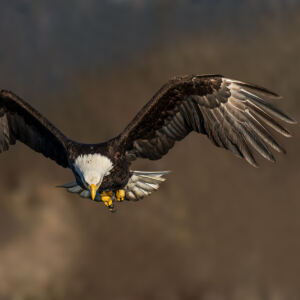 Google Helpful Update, kommentar av Dalarna Digital